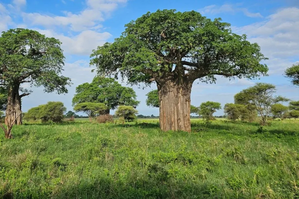 Tanzania National Parks