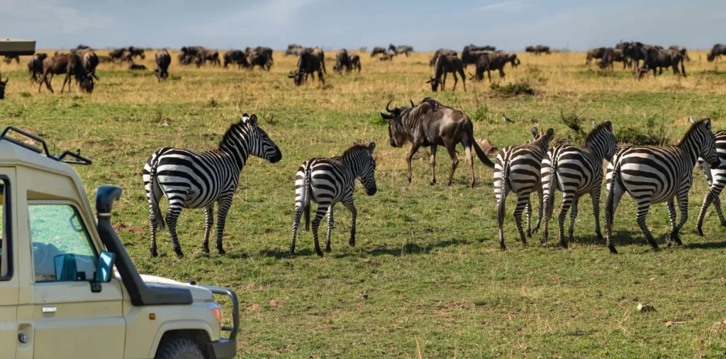 Tanzania Safari Experience — Where to Go and What to Expect?