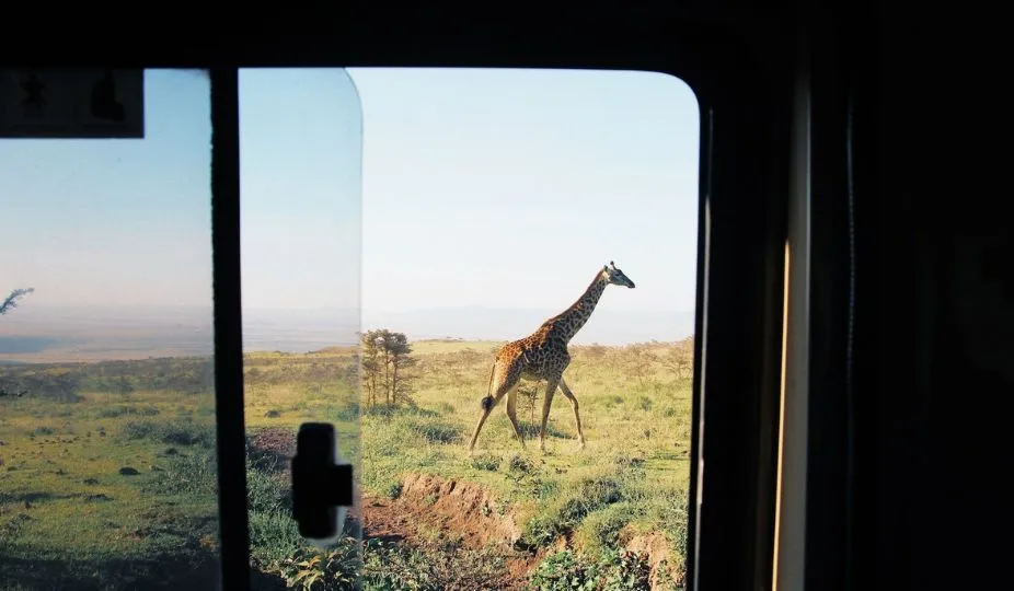 Tanzania Wildlife Encounters