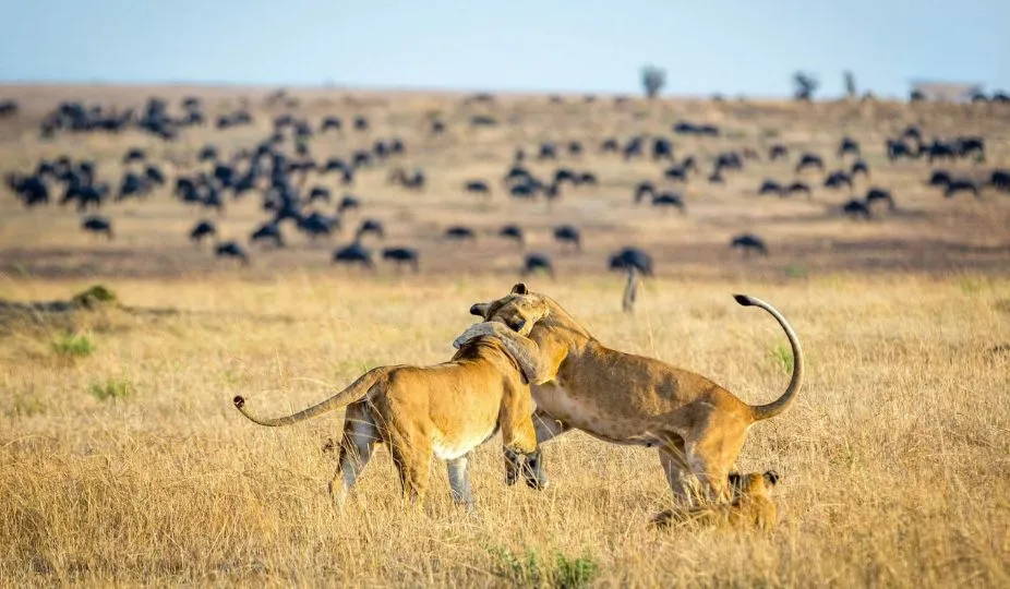 Best Time to Visit Tanzania