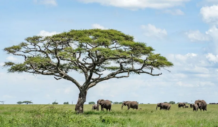 Budget Tanzania safari