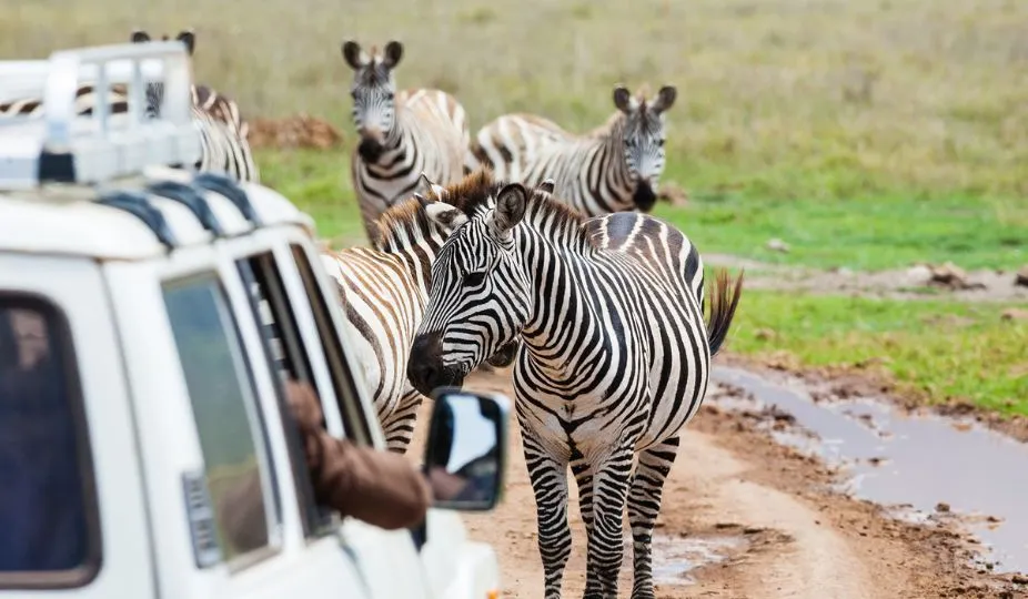 Tanzania Safari Tours