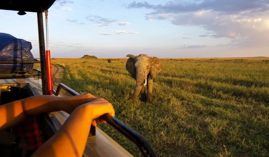 Wildlife Safaris
