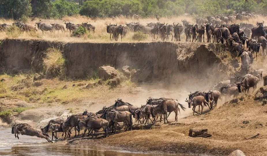 Great Wildebeest Migration
