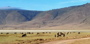 Ngorongoro Crater Safari 2026 – Discover Tanzania’s Ultimate Wildlife Adventure