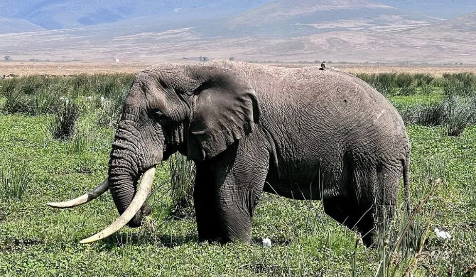 Ngorongoro Safari Tour