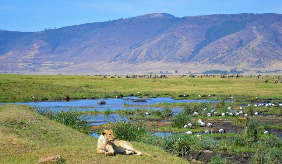 Ngorongoro Safari Plans