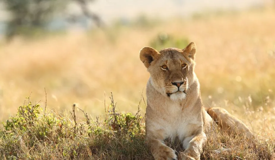 Tanzania Wildlife Safari