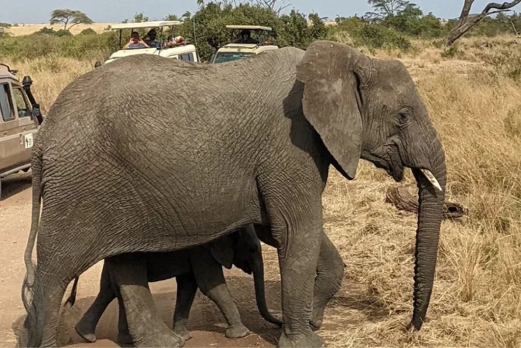 wildlife safaris