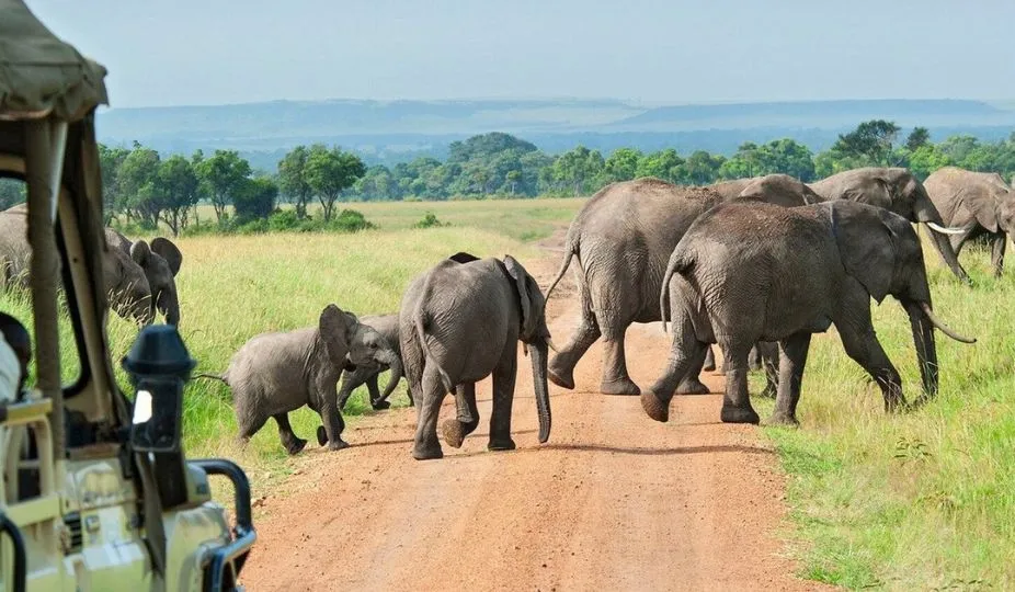 Safari Experiences Tanzania