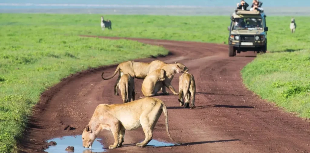 Festive Magic in the Wild: Planning a New Year 2027 Tanzania Safari