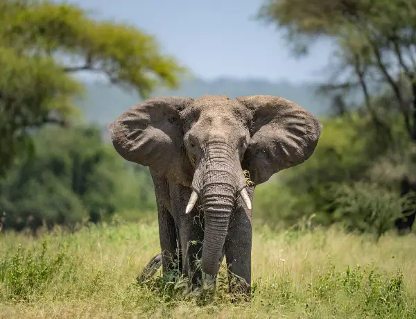 Tarangire National Park