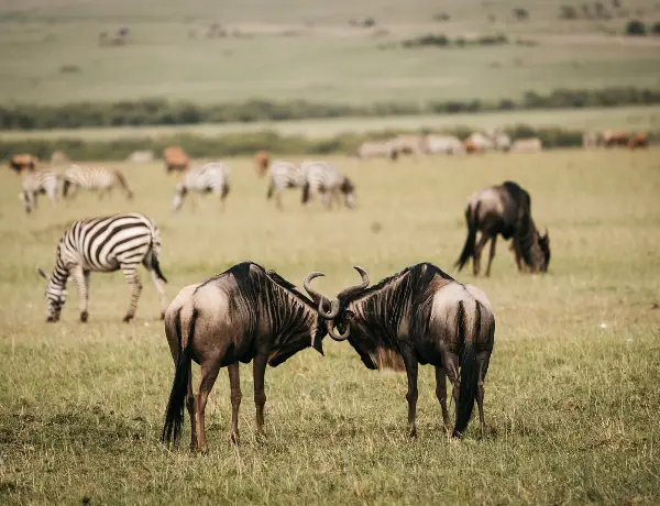 Serengeti National Park